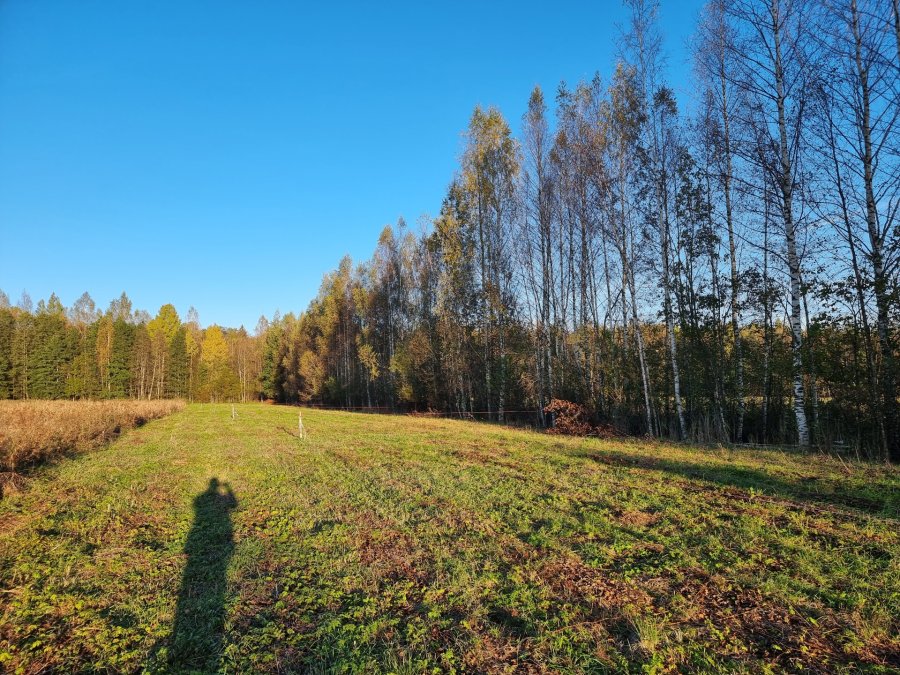 Участок С/х назначения 54 сот. Всеволожский район — фото 4